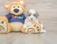 7 week old Havapoo Puppy For Sale - Pilesgrove Pups