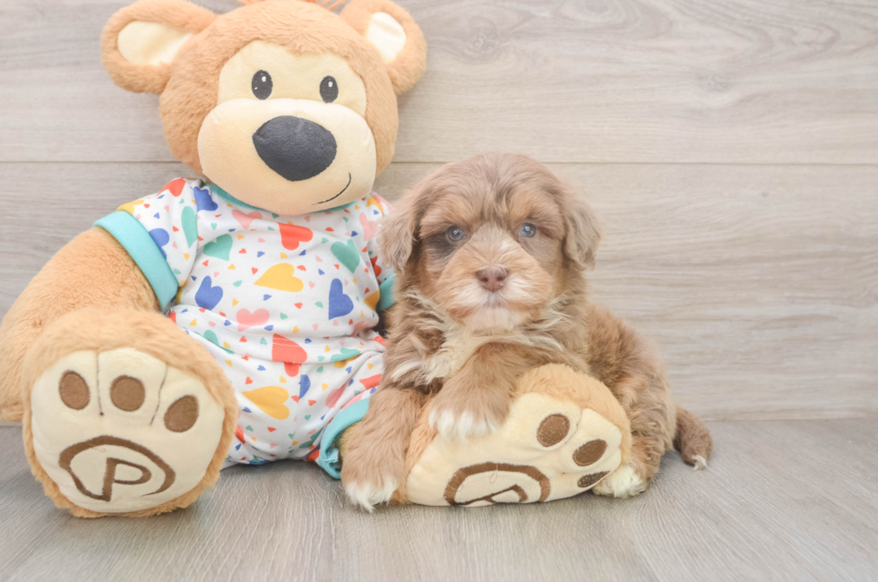 5 week old Havapoo Puppy For Sale - Pilesgrove Pups