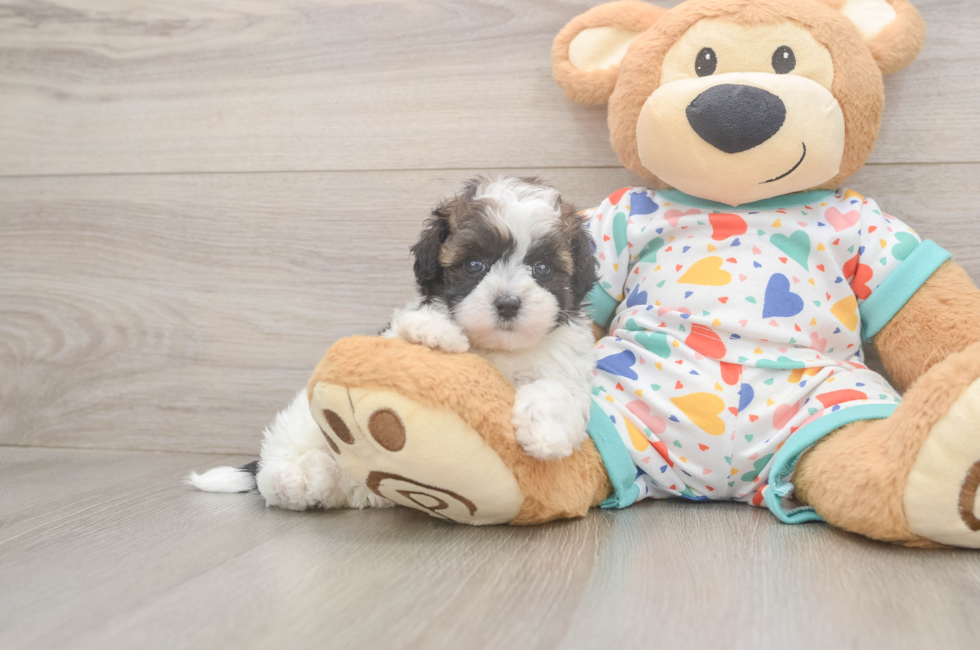 5 week old Havapoo Puppy For Sale - Pilesgrove Pups