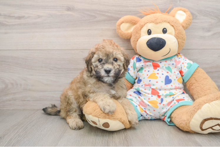 Small Havapoo Baby