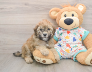 8 week old Havapoo Puppy For Sale - Pilesgrove Pups