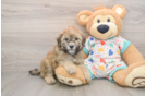 Small Havapoo Baby