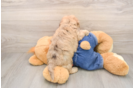 Smart Havapoo Poodle Mix Pup