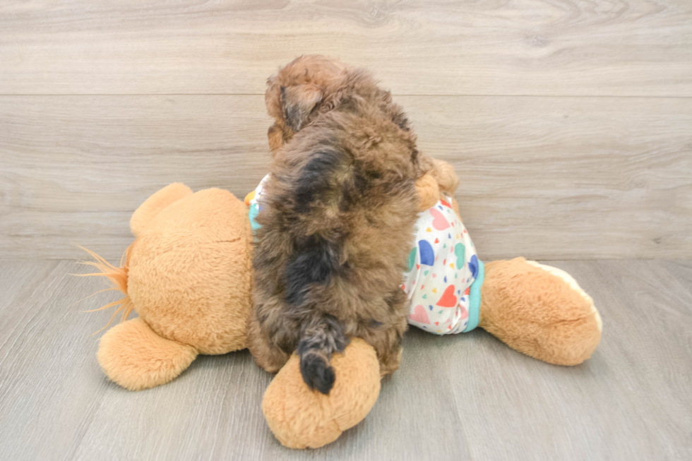 Adorable Havadoodle Poodle Mix Puppy