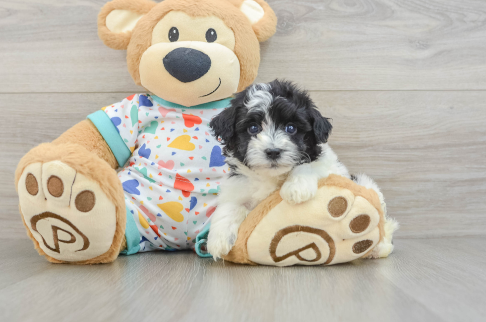 5 week old Havapoo Puppy For Sale - Pilesgrove Pups