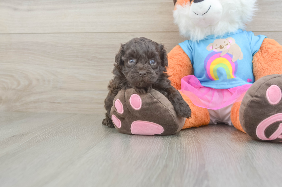 5 week old Havapoo Puppy For Sale - Pilesgrove Pups