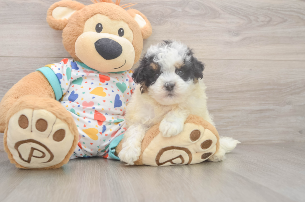 5 week old Havapoo Puppy For Sale - Pilesgrove Pups