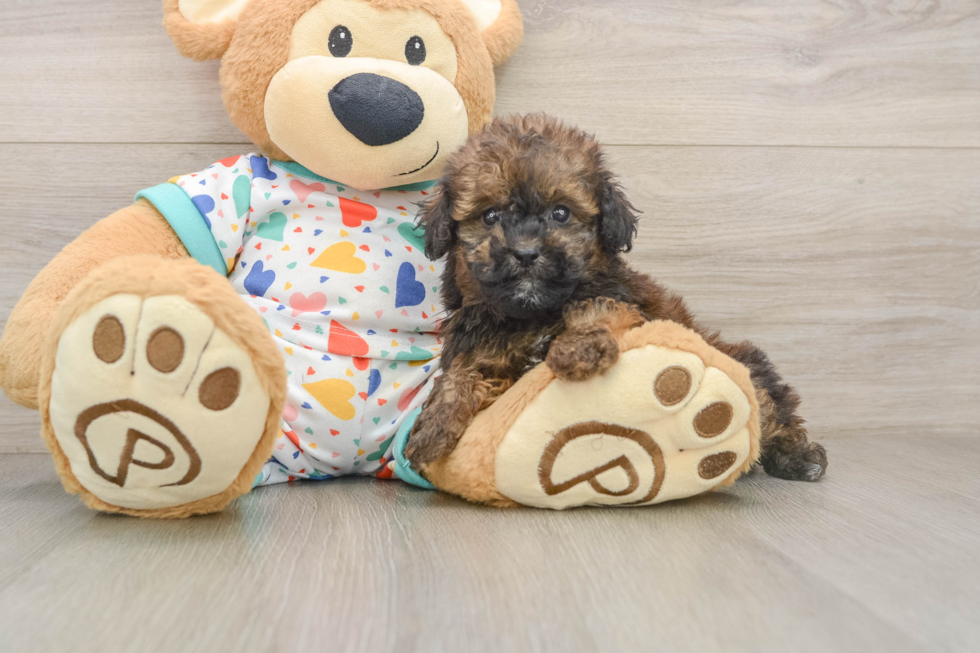 Havapoo Puppy for Adoption