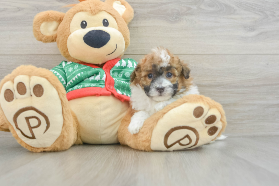 Adorable Havadoodle Poodle Mix Puppy