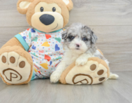 8 week old Havapoo Puppy For Sale - Pilesgrove Pups