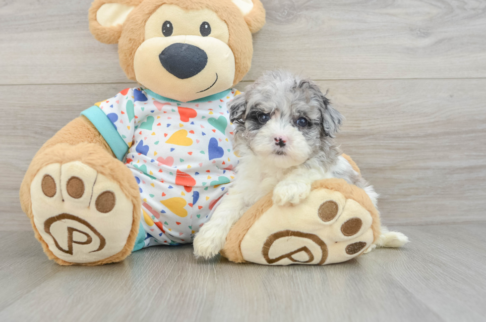 5 week old Havapoo Puppy For Sale - Pilesgrove Pups