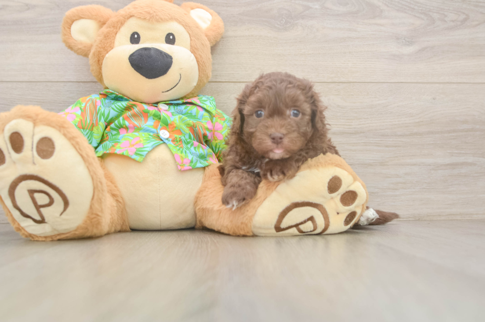 5 week old Havapoo Puppy For Sale - Pilesgrove Pups