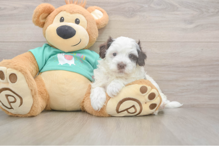 Little Havadoodle Poodle Mix Puppy