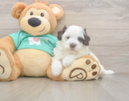 8 week old Havapoo Puppy For Sale - Pilesgrove Pups