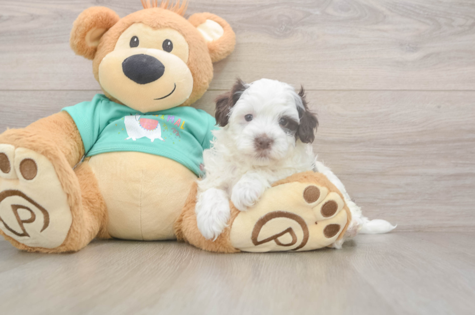 5 week old Havapoo Puppy For Sale - Pilesgrove Pups