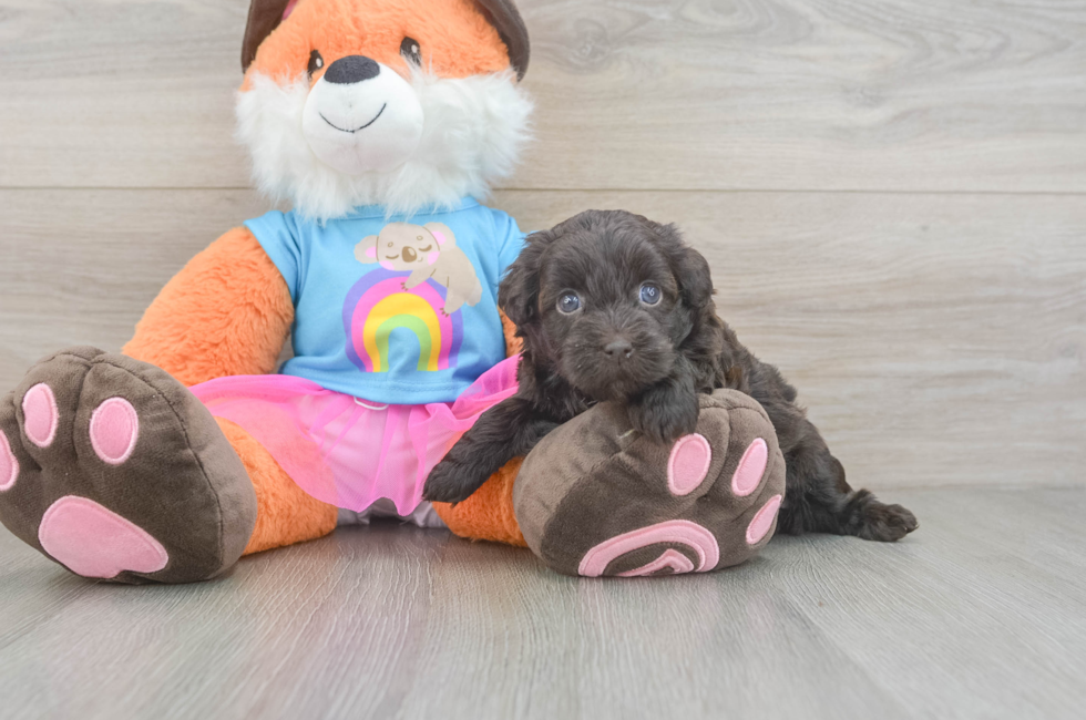 5 week old Havapoo Puppy For Sale - Pilesgrove Pups