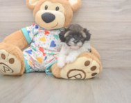 6 week old Havapoo Puppy For Sale - Pilesgrove Pups