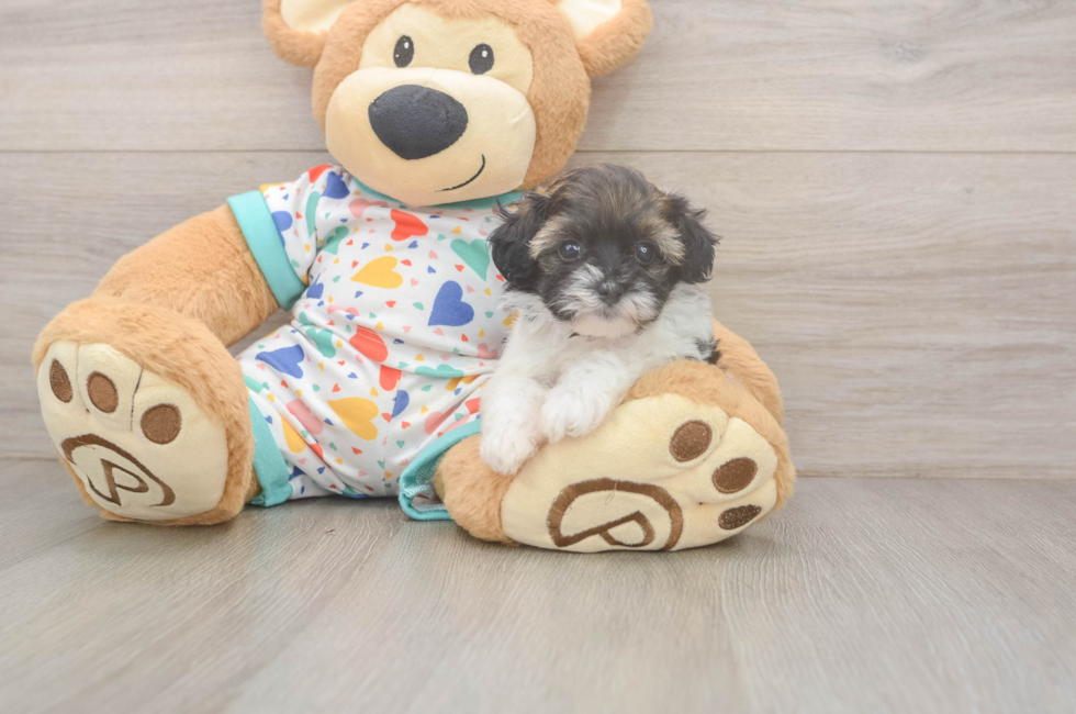 5 week old Havapoo Puppy For Sale - Pilesgrove Pups