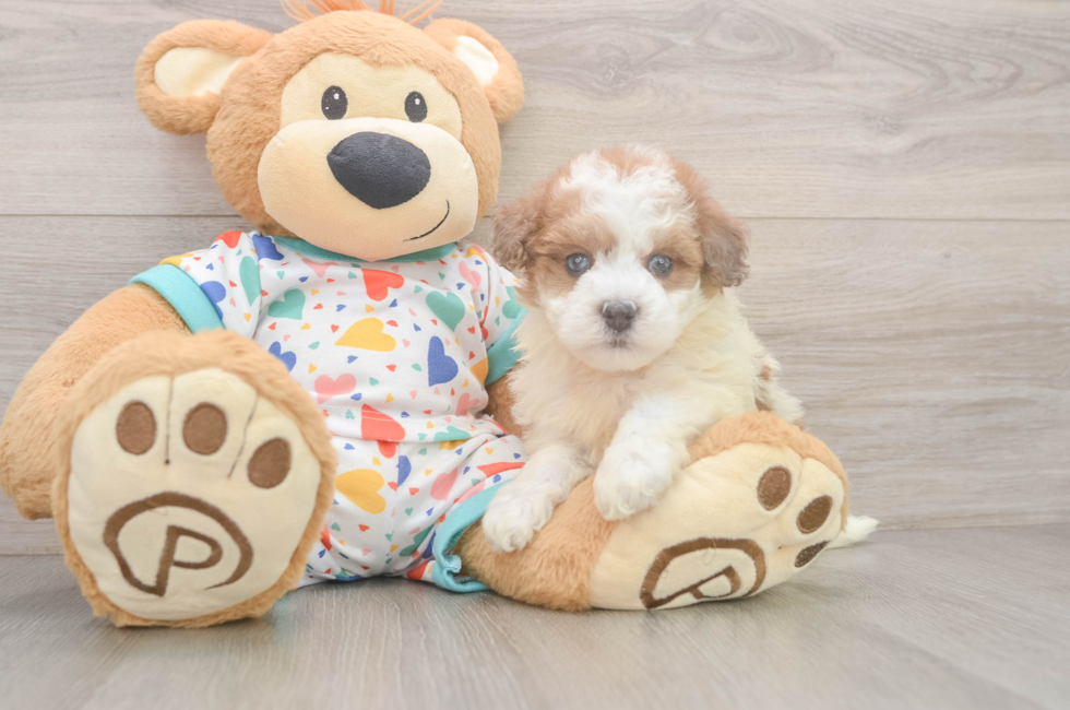 5 week old Havapoo Puppy For Sale - Pilesgrove Pups