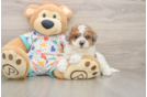 Smart Havapoo Poodle Mix Pup