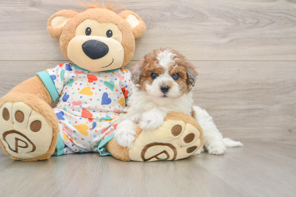 Smart Havapoo Poodle Mix Pup