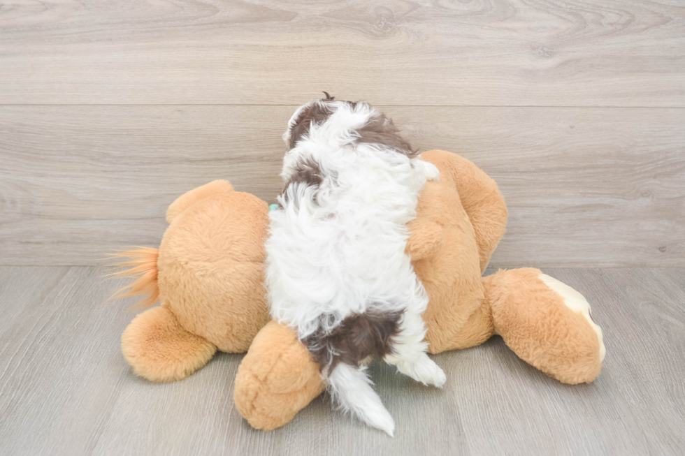 Petite Havapoo Poodle Mix Pup