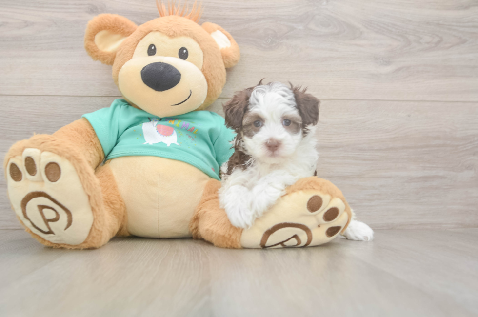 5 week old Havapoo Puppy For Sale - Pilesgrove Pups