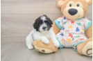 Fluffy Havapoo Poodle Mix Pup