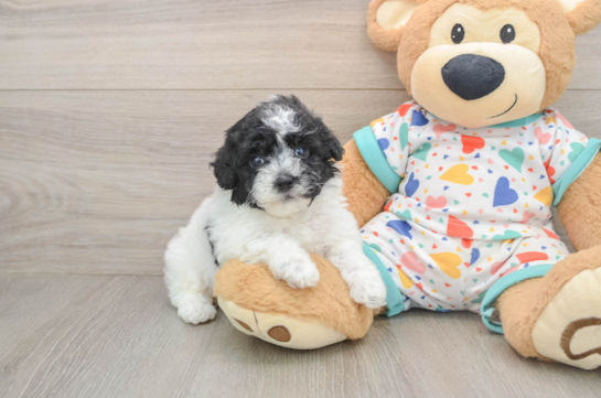 Fluffy Havapoo Poodle Mix Pup