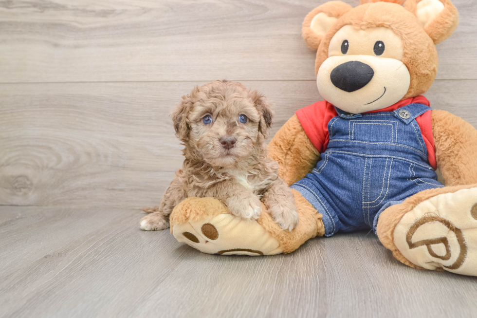 Funny Havapoo Poodle Mix Pup