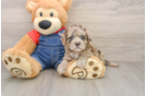 Havapoo Puppy for Adoption