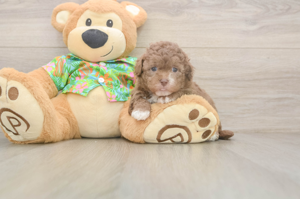 5 week old Havapoo Puppy For Sale - Pilesgrove Pups