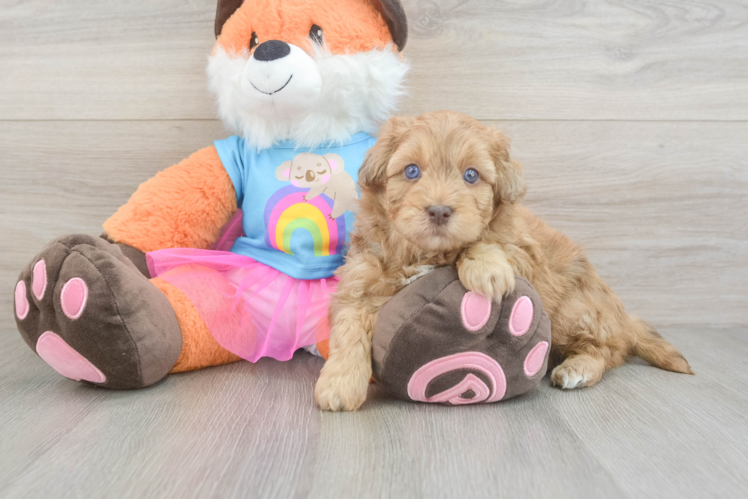 Cute Havapoo Baby