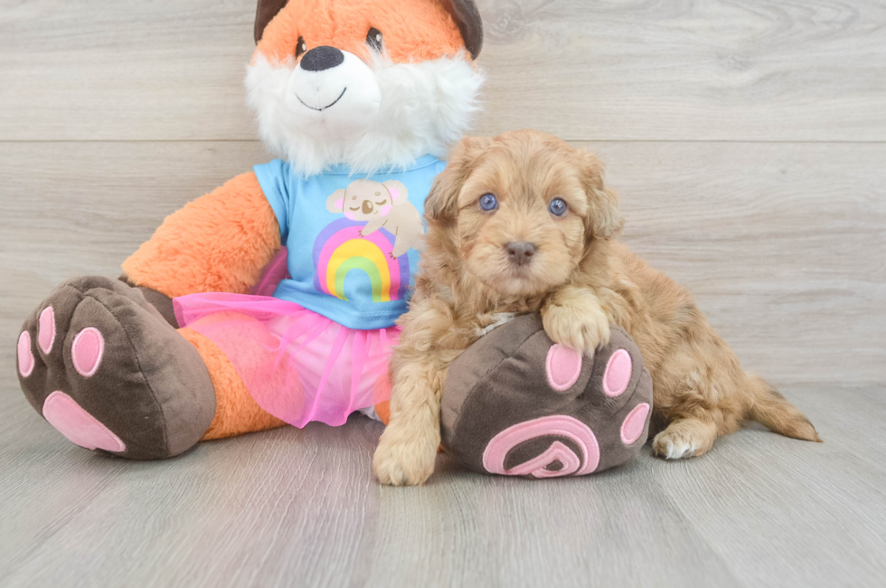 5 week old Havapoo Puppy For Sale - Pilesgrove Pups