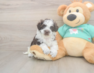 8 week old Havapoo Puppy For Sale - Pilesgrove Pups