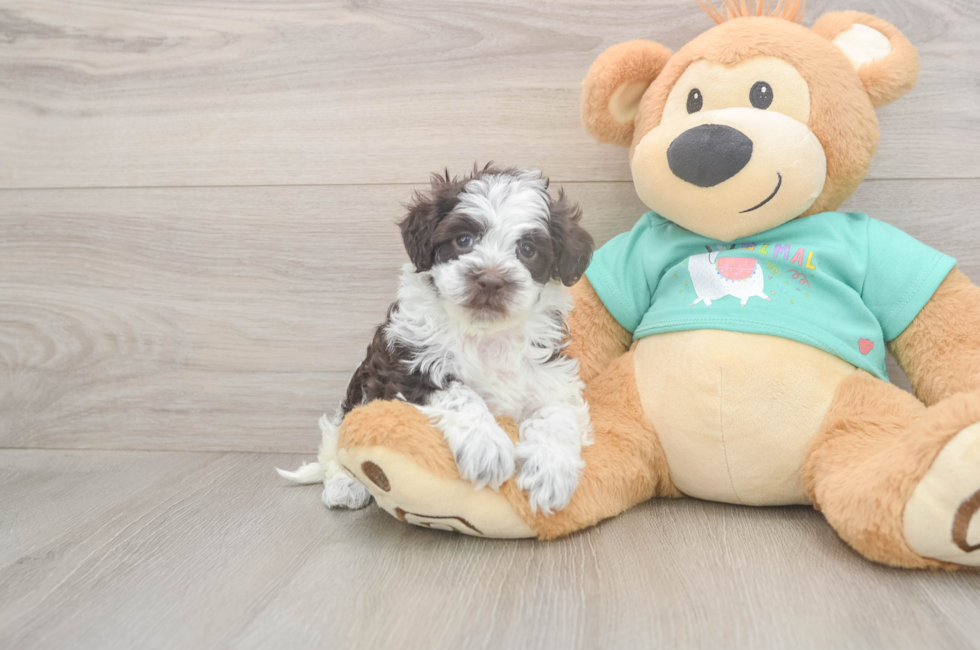 5 week old Havapoo Puppy For Sale - Pilesgrove Pups