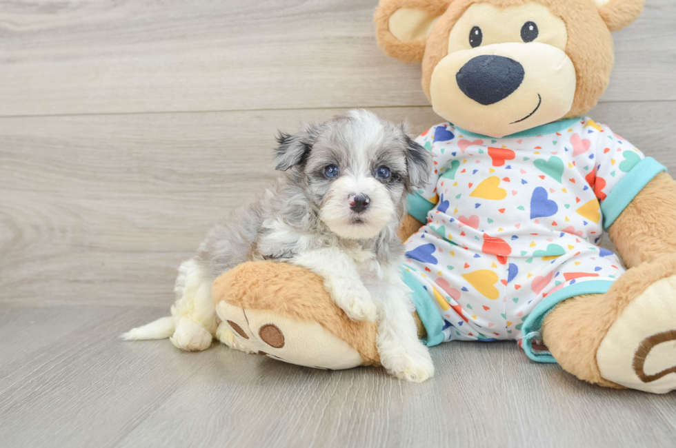 5 week old Havapoo Puppy For Sale - Pilesgrove Pups