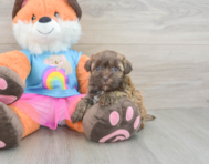 8 week old Havapoo Puppy For Sale - Pilesgrove Pups