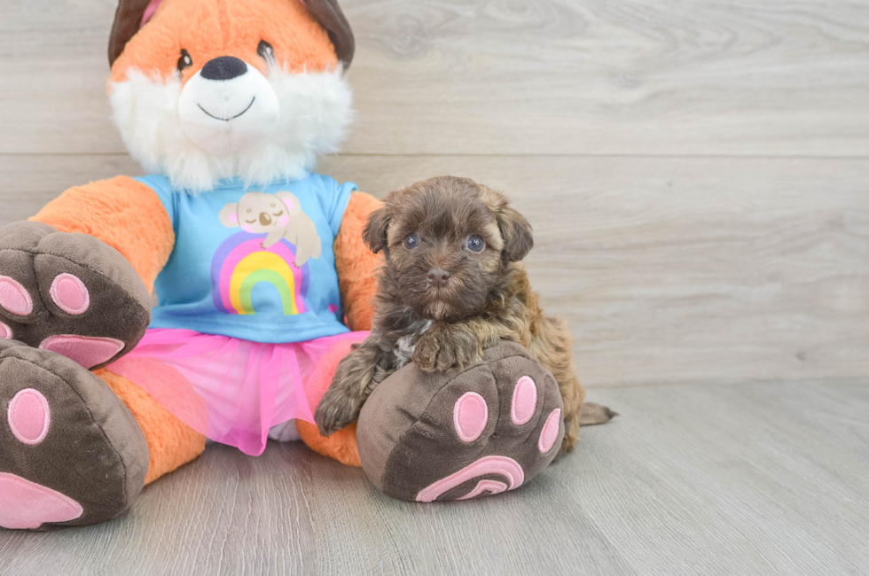 5 week old Havapoo Puppy For Sale - Pilesgrove Pups