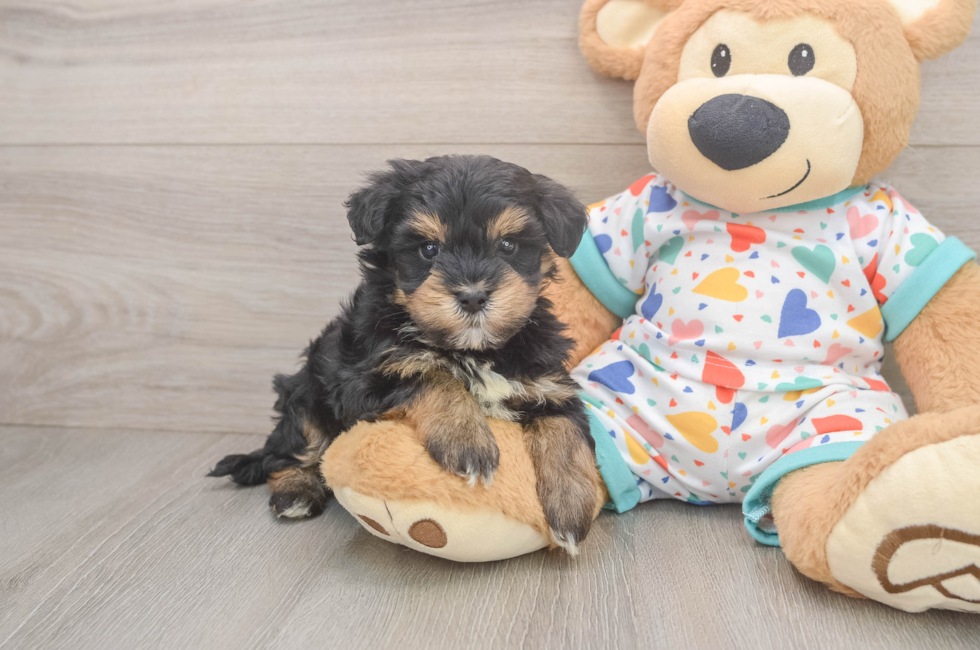5 week old Havapoo Puppy For Sale - Pilesgrove Pups