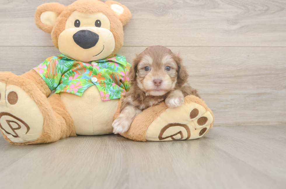 5 week old Havapoo Puppy For Sale - Pilesgrove Pups
