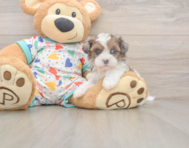 6 week old Havapoo Puppy For Sale - Pilesgrove Pups