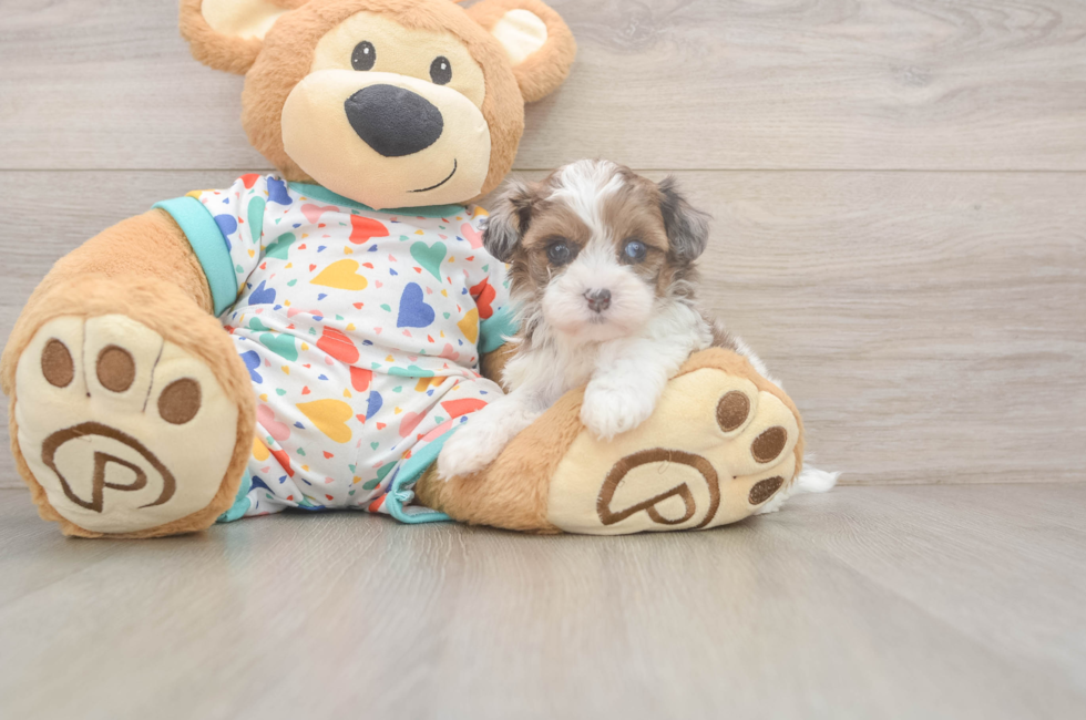 5 week old Havapoo Puppy For Sale - Pilesgrove Pups