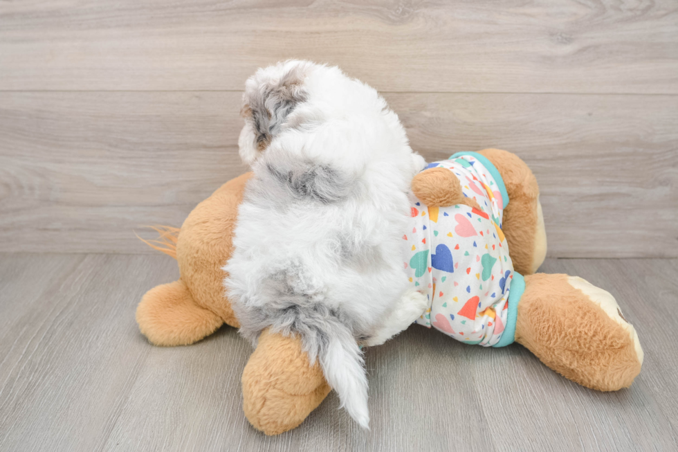 Petite Havapoo Poodle Mix Pup