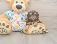 8 week old Havapoo Puppy For Sale - Pilesgrove Pups