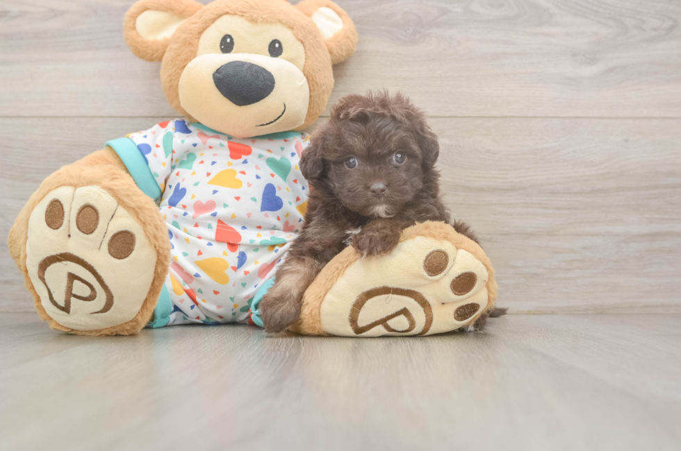 5 week old Havapoo Puppy For Sale - Pilesgrove Pups