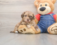 9 week old Havapoo Puppy For Sale - Pilesgrove Pups