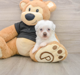 8 week old Havapoo Puppy For Sale - Pilesgrove Pups