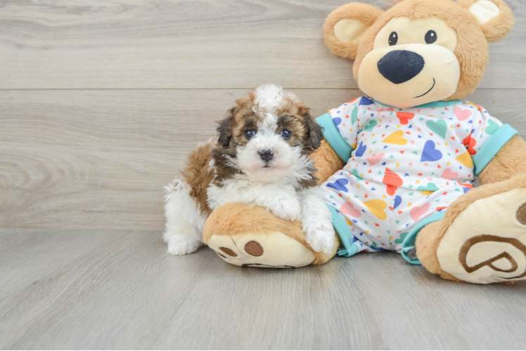 Energetic Havadoodle Poodle Mix Puppy