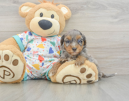 9 week old Havapoo Puppy For Sale - Pilesgrove Pups